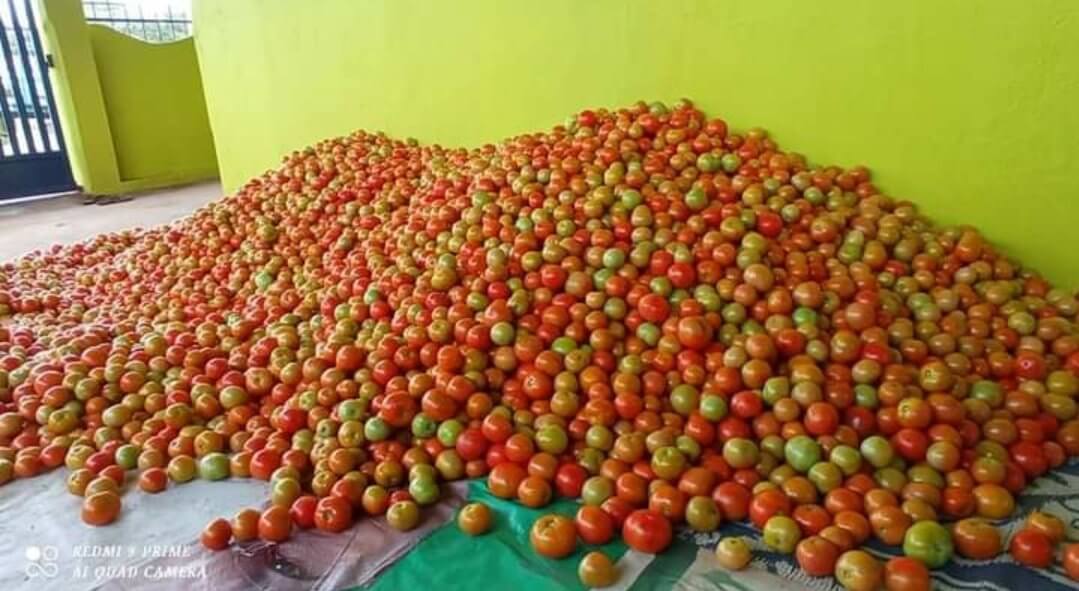 tomatoes-The-Free-Media