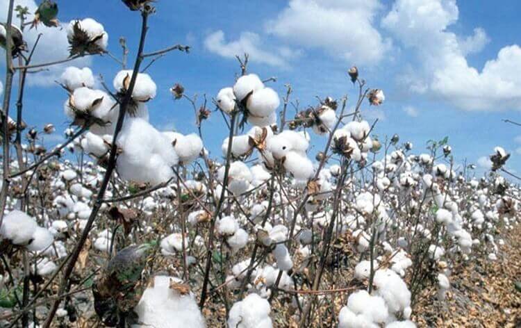 cotton exports-thefreemedia